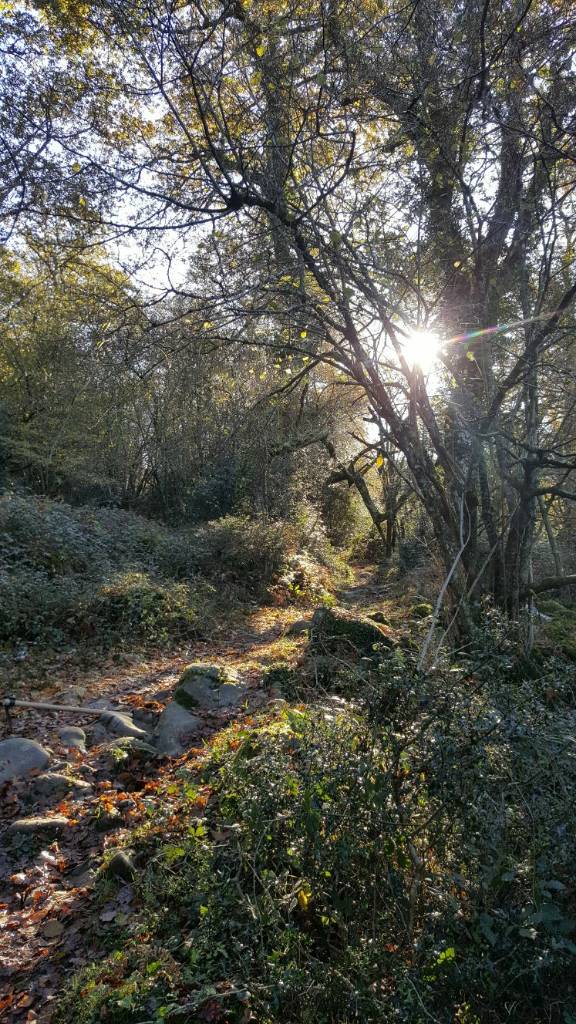 MonteTejas_trailbuilding